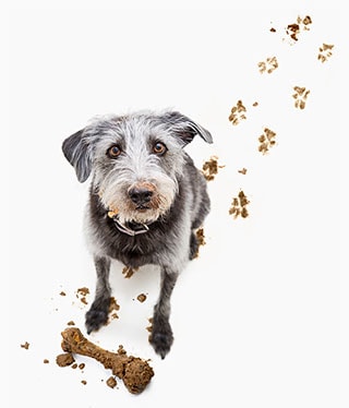 Muddy Pawed Dog on a Clean Surface