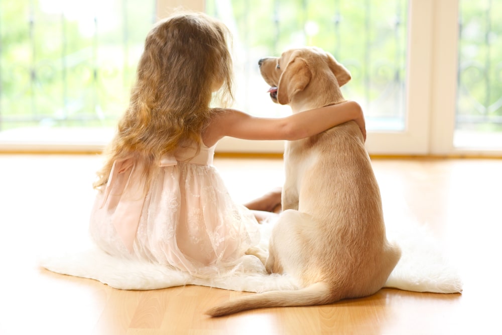 Little girl with golden labrador dog in room flooring stores calgary