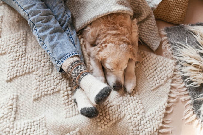 Picking pet friendly carpet